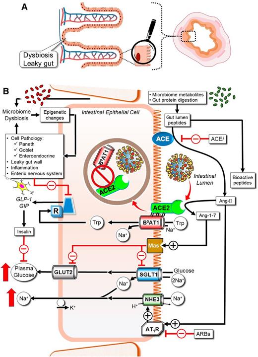 Figure 6. Intestinal epithelial cell RAS and B0AT1 govern glucose, sodium, and inflammation. All RAS components are recapitulated locally in the gut (41). Luminal agonist and antagonist bioactive peptides are derived from interactions of gut digestive enzymes intertwined with microbiome metabolism. Oral ARBs and ACE inhibitor drugs impact gut RAS. Gut RAS governs sodium and glucose uptake via NHE3, SGLT1, and GLUT2. The ACE2:B0AT1 complex dimer of heterodimers (18) serves the Na+-coupled transport of neutral amino acids, including tryptophan. In enteroendocrine L cells, basolateral tryptophan stimulates GLP-1 and GIP secretion. These incretins maintain gut tight junctions, preventing dysbiosis, stimulate pancreatic β-cells, and blunt α-cells, thereby modulating plasma glucose levels. SARS-CoV-2 binding to ACE2 disrupts this homeostasis.