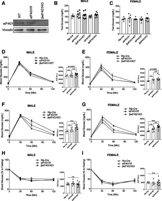 Figure 1. βeIF4G1KO mice exhibit glucose intolerance and normal insulin sensitivity. A: Representative islet level of eIF4G1 protein in WT, eIF4G1f/f, and βeIF4G1KO (n = 2). Random-fed blood glucose level of 2–3 months of age for male (B) and female (C) Rip-Cre, eIF4G1f/+, βeIF4G1HET, eIF4G1f/f, and βeIF4G1KO mice (n = 8). In vivo glucose tolerance tests (2 g/kg glucose, i.p.) were performed on 2-month-old littermate Rip-Cre WT, eIF4G1f/+, and βeIF4G1HET (n = 7, 9, 12 males; n = 5, 5, 7 females) (D and E) or eIF4G1f/f and βeIF4G1KO (n = 7, 6, 10 males; n = 5, 8, 13 females) (F and G). Insulin sensitivity (0.75 units/kg insulin, i.p.) at 8–10 weeks of age for Rip-Cre WT, eIF4G1f/f, and βeIF4G1KO (n = 7, 7, 10 males; n = 5, 5, 10 females) (H and I). Area under curve (AUC) of the blood glucose curves are presented in arbitrary units (a.u.) for each figure. Statistical analyses were conducted using unpaired, two-way Student t test with significance: *P < 0.05, **P < 0.01, ***P < 0.001.