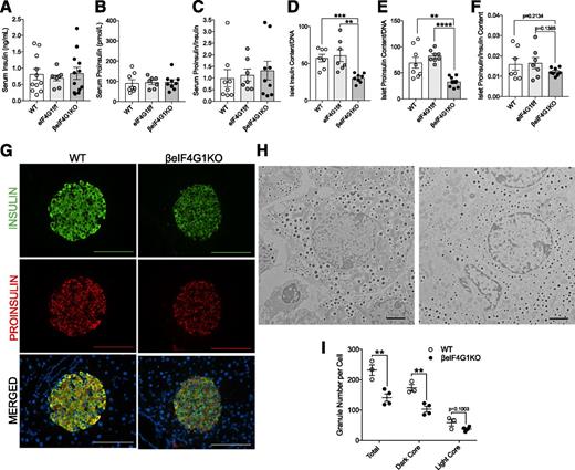 Figure 2. Normal insulin processing persists in β-cell–specific eIF4G1KO mice. Phenotype of 15-week-old WT, eIF4G1f/f, and βeIF4G1KO mice showing insulin, proinsulin, and proinsulin-to-insulin ratio values from in vivo random-fed serum (n = 8, 7, 9, respectively) (A–C), and isolated islets (n = 7, 7, 8, respectively) (D–F). G: Immunofluorescent images of pancreatic sectioned islets from 20-week-old animals showing insulin (green), proinsulin (red), and DAPI (blue). Immunofluorescent image scale bars, 100 μm. EM image of β-cells between WT and βeIF4G1KO islets (H), with quantification of insulin granules: total number, dark core, and light core (I) (n = 3 to 4 animals; 5–15 β-cells counted per animal). EM images scale bars, 2 μm. Representative of three to four animals per group for imaging data. WT are mix of Rip-Cre(+) and Rip-Cre(−) mice with no floxed genes. Statistical analyses were conducted using unpaired, two-way Student t test with significance: **P < 0.01, ***P < 0.001, ****P < 0.0001.