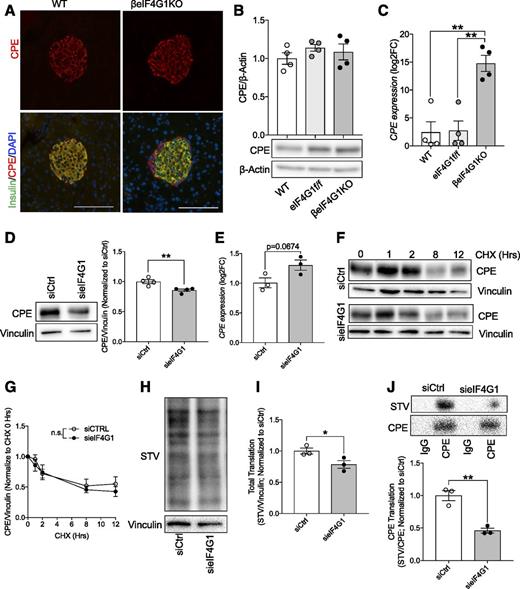 Figure 3. eIF4G1 regulates CPE translation in β-cells. Immunofluorescent images of CPE (red) + insulin (green)/DAPI (blue) (A), islet CPE levels (relative to β-actin, normalized to WT) by immunoblot (B), and qPCR gene expression (relative to β-Actin, log2 fold-change [FC] to WT) (C) (n = 4). Scale bars, 100 μm for immunofluorescent images. Representative of three to four animals per group for imaging data. sieIF4G1 knockdown INS-1 CPE protein level (relative to vinculin, normalized to siCtrl) (D), qPCR gene expression (relative to β-Actin, log2FC to siCtrl) (E), and protein stability (relative to vinculin, normalized to CHX 0 h) (F and G) (n = 3–4). eIF4G1 knockdown NS1 pulse labeled with modified methionine, followed by biotin/STV detection: total translate (STV/vinculin; normalized to siCtrl) (H and I) and CPE translation (STV/CPE; normalized to siCtrl) (J) (n = 3). WT are mix of Rip-Cre (+) and Rip-Cre (−) mice with no floxed genes. Statistical analyses were conducted using unpaired, two-way Student t test and two-way ANOVA with significance: *P < 0.05, **P < 0.01.