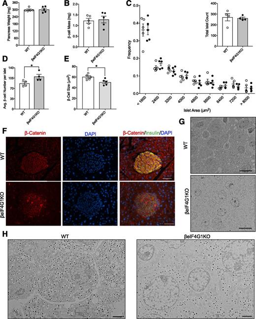 Figure 4. βeIF4G1KO exhibit normal β-cell mass, but with altered β-cell size and number. Pancreas weight (mg) (A) and β-cell mass (mg) (B) of 20-week-old WT and βeIF4G1KO (n = 5). C: Islets imaged at magnification ×4 were binned according to the area, from 800 μm2 (small) to 8,000 μm2, and the number of islets from each mouse was counted from five representative sections of the pancreas (n = 5). Average β-cell number per islet (D) and average β-cell size (E) was determined from immunofluorescence staining of pancreatic sections of islets with β-catenin (red), insulin (green), and DAPI (blue) (F) (scale bars, 100 μm) (n = 4–5). Islet EM image between WT and βeIF4G1KO at magnification ×600 (scale bars, 10 μm) (G) and at magnification ×2,500 (scale bars, 2 μm) (H). WT are mix of Rip-Cre (+) and Rip-Cre (−) mice with no floxed genes. Statistical analyses were conducted using unpaired, two-way Student t test with significance: *P < 0.05.