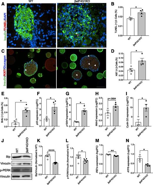 Figure 5. Enhanced β-cell turnover in βeIF4G1KO mice. A and B: Apoptosis of β-cells was measured through TUNEL immunofluorescence staining in WT and βeIF4G1KO pancreas (TUNEL+ β-cells percentage to total β-cells counted) (n = 3–4). β-Cell replication was measured through Ki67 (C and D) and BrdU incorporation (E) in WT and βeIF4G1KO islet sections (Ki67+ or BrdU+ β-cells percentage to total β-cells counted) (n = 4). White arrows in images indicate TUNEL+ and Ki67+ β-cells. Scale bar, 100 μm. F–I: qPCR gene expressions of p53, p19Arf, Mdm2, Cyclin D2 from isolated islets. Bip and phosphorylated (p)-PERK levels (relative to vinculin, normalized to WT) by immunoblot (J–L) (n = 5–7) and mRNA expressions of IRE1a (M) and ATF6 (N) relative to β-Actin, log2 fold-change (FC) to WT (n = 3–5) from isolated islets. B, D, and E: Minimum of 7,000 β-cells were analyzed per mouse for β-cell count quantifications. WT are a mix of Rip-Cre (+) and Rip-Cre (−) mice with no floxed genes. Statistical analyses were conducted using unpaired, two-way Student t test with significance: *P < 0.05, **P < 0.01, ****P < 0.0001.