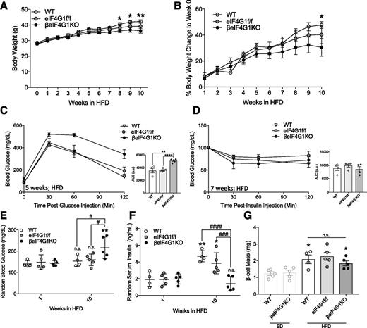 Figure 6. βeIF4G1KO mice fail to develop hyperinsulinemia under HFD milieu. Body weight (g) (A) and body weight gain (percentage body weight a day before HFD feeding) (B) over 10 weeks of the HFD. C: In vivo glucose tolerance (2 g/kg glucose, i.p.) was assessed 5 weeks post-HFD in WT, eIF4G1f/f, and βeIF4G1KO. The area under the curve (AUC) is shown in arbitrary units (a.u.). Insulin sensitivity was performed 7 weeks post-HFD (0.75 units/kg insulin, i.p.) in WT, eIF4G1f/f, and βeIF4G1KO. Blood glucose (E) and serum insulin (F) at 1 and 10 weeks of the HFD in WT, eIF4G1f/f, and βeIF4G1KO. G: β-Cell mass (mg) after 10 weeks of the HFD in WT, eIF4G1f/f, and βeIF4G1KO mice. (*P = 1 week vs. 10 weeks; #P = genotypes). The light-gray bar represents β-cell mass of the SD-fed mice shown in Fig. 4B (n = 4 WT, n = 5 eIF4G1f/f, and n = 5 βeIF4G1KO). WT are mix of Rip-Cre (+) and Rip-Cre (−) mice with no floxed genes. Statistical analyses were conducted using the unpaired, two-way Student t test and two-way ANOVA with significance: *P < 0.05; #P < 0.05, ###P < 0.001, ####P < 0.0001.