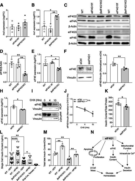 Figure 8. eIF4E-eIF4G1 interaction is important in regulating insulin content in β-cells. qPCR measuring Ins2 (A) and Ins1 (B) transcripts from isolated islets (relative to β-Actin, log2 fold-change [FC] to WT). Representative immunoblot (C) and quantitation of protein levels in WT, eIF4G1f/f, and βeIF4G1KO islets (relative to β-actin, normalized to WT) (n = 4) for eIF4E (D) (n = 4). E: mRNA level of eIF4E (relative to β-Actin, log2FC to WT) from isolated islets (n = 3–5). eIF4E protein (F and G), mRNA (H), and stability (I and J) from sieIF4G1 knockdown INS-1 cells (n = 3). K: INS-1 cell insulin content from siCtrl and sieIF4G1 knockdown (n = 4–5). L: Insulin content from handpicked GFP plus dispersed individual islet cells from WT and βeIF4G1KO (n = 3 experiments per panel) using a microscope with magnification ×60. Td-Tomato plus cells from Gcg-cre;Tomato+/− islets were included in (L) as an insulin-negative control threshold. M: Insulin content from ∼10 to 25 whole dispersed islets infected with adenoviral GFP or eIF4E (n = 4–5). WT are a mix of Rip-Cre (+) and Rip-Cre (−) mice with no floxed genes. Statistical analyses were conducted using the unpaired, two-way Student t test with significance at P < 0.05. N: Schematic diagram depicts the role of eIF4G1 expression regulating 1) β-cell turnover in modulation of both proliferative and apoptotic signals, 2) insulin content through its regulation of 5′ cap-binding protein, eIF4E, and 3) insulin secretory capacity contributed by mitochondrial/intracellular Ca2+ signals. *P < 0.05; **P < 0.01, ****P < 0.001.