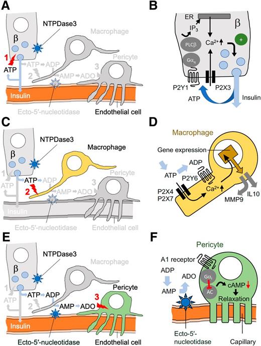 Figure 1. The fate of extracellular ATP in the islet. A: ATP is released together with insulin from β-cells. As soon as it leaves the granule, ATP acts on purinergic receptors on β-cells to potentiate insulin secretion, thus establishing a positive-feedback loop (1). B: Transduction mechanisms and effects of ATP activation of β-cells. C: ATP further activates macrophages (2). ATP is hydrolyzed by NTPDase3, producing ADP (and AMP), which can also activate macrophages. D: Transduction mechanisms and effects of purinergic activation of resident macrophages. E: On its way through the interstitial space, AMP encounters ectonucleotidases on endothelial cells, which produces adenosine (ADO). Adenosine inhibits vascular pericytes (3), allowing capillaries to dilate. This increases local blood flow. F: Transduction mechanisms and effects of purinergic inhibition of islet pericytes.