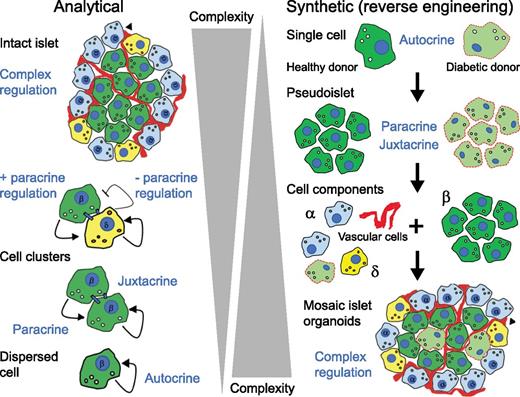 Figure 3. Illustration of analytical and synthetic strategies to decode complex cell-cell interactions in the pancreatic islet. Left: In analytical approaches the islet is broken down, either literally or using imaging tools, to dissect out individual signaling components (autocrine, paracrine, and juxtacrine). Right: In synthetic approaches, the islet is reconstructed from individual components. This reverse engineering reestablishes step-by-step the different signaling mechanisms. The advantages and limitations of these strategies are discussed in the text. Two light-green diabetic β-cells are included in the cell components in the pseudoislet below. The red squiggly line denotes vascular cells.