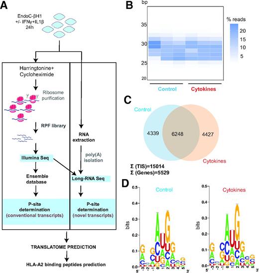 Figure 1. Ribosome profiling of EndoC-βH1. A: Schematic representation of experimental workflow. B: Length distribution of ribosomal footprints of nontreated (control) and IFNγ+IL1β-treated samples (cytokines) (n = 3). C: Venn diagram of P-sites identified in control and cytokines-treated samples. The total number of genes carrying a TIS and the total number of TIS are indicated. D: Qualitative sequence logo of codons composition corresponding to E- (−3 to 0), P- (0 to 3) and A- (3 to 6) pockets of the ribosome.