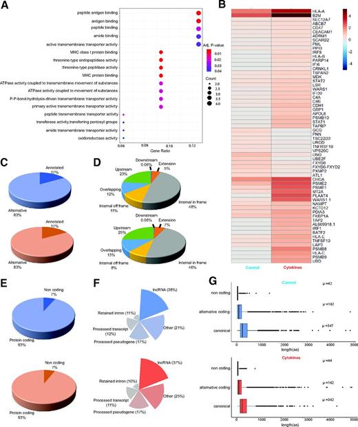 Figure 2. Mapping of TIS on the transcriptome. A: Gene ontology plot of canonical TIS (cpm > 0.5), showing significant log fold change compared with the control (log fold change >1.5). The plot was generated with clusterProfiler. B: Heat map of the canonical TIS (cpm >0.5) significantly up- or downregulated in cytokines-treated samples. The heat map was generated with pheatmap. C: Pie charts representing the percentage of alternative and annotated TIS in experimental conditions. D: Pie charts representing the abundance percentage of the different types of ORFs derived from the alternative TIS represented in C. E: Pie charts of TIS identified in coding and noncoding RNA. F: Polar plots of noncoding transcripts subtypes, showing one or more TIS. G: Length of ORFs potentially generated by the identified TIS. The average length of the ORFs is indicated as µ. aa, amino acids; Adj., adjusted.