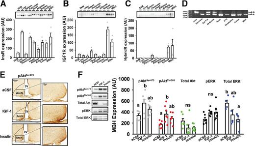 Figure 1. IGF-1Rs, InsRs, and HybridRs are abundantly expressed in the MBH. A: In rats, InsR was expressed in multiple tissues, with the greatest levels detected in liver, pancreas, and MBH (n = 4 per tissue). B: IGF-1R was highly enriched in the brain, including cortex and MBH, but less abundant in most peripheral tissues (n = 4 per tissue). C: Similar to IGF-1R, HybridRs were also highly expressed in the brain and modestly expressed in pancreas but nearly undetectable elsewhere (n = 4 per tissue). D: InsR-A gene expression was the main isoform detected in pancreas and brain, and InsR-B was the predominant isoform expressed in liver, whereas muscle and fat expressed both isoforms. E and F: ICV administration of either IGF-1 or insulin to young male rats leads to pAkt (Ser473) activation in the ArcN, as confirmed by immunostaining (taken at 10×; zoomed inset presented at 20×) and Western blotting in MBH enriched fractions (n = 6 aCSF, n = 7 IGF-1, n = 7 insulin). Bars graphs represent means ± SE, and circles indicate individual data points. Different letters denote a significant difference between groups, P < 0.05. AU, arbitrary units; bp, base pairs; Epi., epididymal; ns, not statistically significant; NTS, nucleus of the solitary tract; SkM, skeletal muscle.