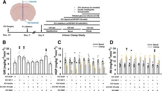 Figure 2. Selective inhibition of IGF-1R and InsR signaling reveals a critical role of central IGF-1Rs in the regulation of glucose metabolism: A: Experimental design of hyperinsulinemic-clamp studies in rats. Created with BioRender (biorender.com). B–D: GIR was increased with administration of either ICV insulin or IGF-1 in rats. However, with preemptive treatment with an IGF-1R inhibitor via ICV infusion, the ability of central IGF-1 or insulin to enhance GIR was abrogated, as was the ability of central insulin to suppress HGP. Likewise, S961 completely prevented the ability of ICV insulin to enhance GIR and suppress HGP, but did not interfere with the ability of ICV IGF-1to enhance GIR, though the effect was shifted to an increase in glucose disposal rather than suppression of HGP (aCSF controls n = 15, ICV IGF-1 n = 12, ICV insulin n = 10, ICV IGF-1R mAb only n = 12, ICV IGF-1+IGF-1R mAb n = 6, ICV insulin+IGF-1R mAb n = 7, ICV S961 only n = 10, ICV S961+IGF1 n = 8, ICV S961+insulin n = 8). Bar graphs indicate means ± SE, and circles indicate individual data points. *P < 0.05, †P < 0.01, ‡P < 0.001 vs. aCSF control after Dunnett post hoc adjustment.