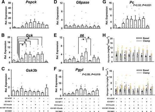 Figure 3. Expression of metabolic genes in rat liver following hyperinsulinemic-euglycemic clamps. A–F: We assessed expression of several metabolic genes in liver from rats collected immediately after a hyperinsulinemic-euglycemic clamp, including Pepck, Gck, Gsk3b, G6pase, Il6, Pgyl, and Pc. While ICV IGF-1R mAb and, to some extent, ICV S961 tended to increase liver expression of several gluconeogenic genes, there was no significant effect among groups for Pepck, G6Pase, Gsk3b, Pc, or Pgyl, but Gck was significantly increased in most groups receiving either ICV IGF-1R mAb or S961, as compared with ICV IGF-1 alone. Moreover, liver IL-6 expression was significantly greater in rats receiving ICV insulin that were preemptively treated with IGF-1R mAb, as compared with rats receiving either IGF-1R mAb or S961 alone (aCSF controls n = 8, ICV IGF-1 n = 8, ICV insulin n = 10, ICV IGF-1R mAb only n = 8, ICV IGF-1+IGF-1R mAb n = 7, ICV insulin+IGF-1R mAb n = 8, ICV S961 only n = 10, ICV S961+IGF1 n = 7, ICV S961+insulin n = 5). H and I: However, no significant effects were observed in estimated whole-body glycolysis or glycogen synthesis (Syn) rates among groups during the clamp. Bar graphs indicate means ± SE, and dots indicate individual data points. *P < 0.05 after Tukey post hoc adjustment. Rel., relative.