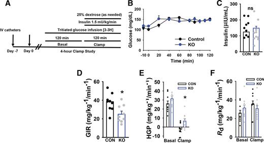 Figure 5. The ability of insulin to suppress HGP is impaired in mice lacking IGF-1Rs in AgRP neurons. A: To determine whether mice lacking IGF-1Rs in AgRP neurons have impaired regulation of HGP, we performed hyperinsulinemic-euglycemic clamps in mice. B and C: Animals were clamped under glucose and insulin levels that were similar between groups. D: Under hyperinsulinemia, KO mice had attenuated GIR. E–G: The reduction in GIR was due to an impaired ability to suppress HGP and was not due to differences in Rd compared with controls (n = 10 controls, n = 10 KO). Data are represented as means ± SE, and dots represent individual data points. *Significant difference between groups, P < 0.05. CON, control; ns, not statistically significant.
