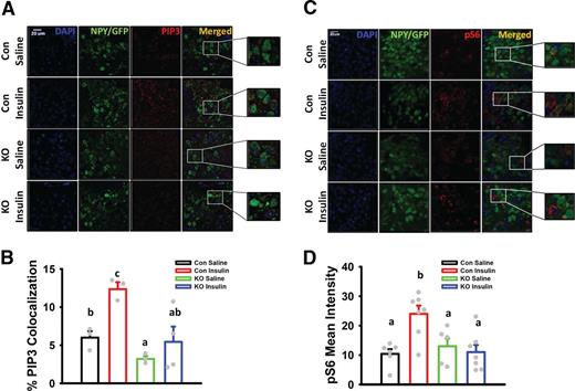 Figure 6. Absence of IGF-1Rs in NPY/AgRP neurons attenuates the ability of systemic insulin to trigger metabolic signaling pathways in these cells. A and B: Administering an IV insulin challenge (0.2 units/min over 5 min; 1 unit total dose), but not saline, results in increased pS6 mean fluorescence intensity within NPY/AgRP cells in control animals, but insulin was unable to activate pS6 in KO mice (n = 6 saline control [Con], n = 7 insulin control, n = 5 saline KO, n = 7 insulin KO). C and D: Deconvoluted representative images are shown for PIP3 fluorescence. Similar to pS6, administration of IV insulin resulted in a significant increase in PIP3% colocalization with NPY/AgRP neurons in control mice. Saline-infused KO mice had a slight, but significant, reduction in PIP3 levels in AgRP/NPY neurons, as compared with saline Control mice, while similar to pS6, insulin was unable to activate PIP3 in NPY/AgRP neurons from KO mice (n = 3 saline control, n = 3 insulin control, n = 3 saline KO, n = 4 insulin KO). Bar graphs represent means ± SE, and dot overlays indicate individual data points. Different letters denote significant difference between groups after Tukey honestly significant difference adjustment, P ≤ 0.05.