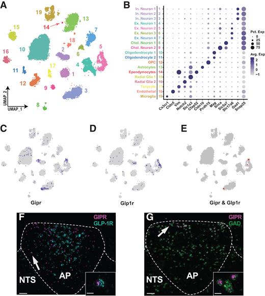 Figure 2. Transcriptomic identification of rat AP and NTS cell types by snRNAseq and FISH. A: A total of 19 transcriptomically distinct cell types were identified. B: Neuronal and nonneuronal cell types were identified by known transcriptional markers. Avg. Exp., average expression; Pct. Exp., percentage expression. Highlighted Uniform Manifold Approximation and Projections (UMAPs) identifying Gipr+ (C) and Glp1r+ (D) cell types. Most of the neurons positive for either receptor are limited to a small number of cell types. E: A highlighted UMAP showing that the Gipr+ and Glp1r+ neurons are largely independent. F and G: Representative FISH images showing Gipr+, Glp1r+, and Gad+ cells in AP and in the adjacent portion of the NTS (∼250-μm rostral to the obex). Scale bar, 50 μm.