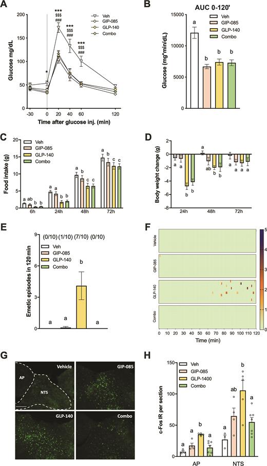 Figure 4. GIP-085 cotreatment retains GLP-140 metabolic and feedings effects and feeding but completely prevents GLP-140–induced emesis in shrews. A: In an IPGTT, GIP-085 (300 nmol/kg), GLP-140 (1,000 nmol/kg), and combination (combo) treatment showed similar potency in suppressing BG levels after glucose administration (2 g/kg, IP) compared with saline. Vehicle (Veh) vs. combo: *P < 0.05, ***P < 0.001; Veh vs. GIP-085: ###P < 0.001; Veh vs. GLP-140: $$$P < 0.001 (n = 15 per group). B: AUC analysis from 0 (i.e., postglucose bolus) to 120 min. All treatments similarly reduced AUCs compared with vehicle (n = 15). C: GIP-085 (300 nmol/kg), GLP-140 (1,000 nmol/kg), and combo treatment reduced food intake compared with vehicle (n = 10 per group). D: GLP-140 and combo treatments induce body weight loss in shrews (n = 10 per group). E: The profound emesis induced by GLP-140 treatment (1,000 nmol/kg) is completely blocked by GIP-085 (300 nmol/kg) cotreatment (n = 10 per group). The number of animals exhibiting emesis, expressed as a fraction of the total number of animal tested, is indicated above each treatment group. F: Heat maps showing latency, number, intensity, and frequency of emesis following treatments for each individual animal across time (n = 10 per group). G: Representative immunofluorescent images showing c-Fos+ cells in the NTS and AP (∼250-μm rostral to the obex) 3 h after GIP-085 (300 nmol/kg IP), GLP-140 (1,000 nmol/kg IP), or combo treatment. H: Quantification of c-Fos+ neurons in the medial NTS and in the AP (n = 3–7 per group). IR, immunoreactive. All are data expressed as mean ± SEM. Data in A, C, D, and H were analyzed with repeated-measurements two-way ANOVA, followed by the Tukey post hoc test. Data in B and E were analyzed with repeated-measurements one-way ANOVA, followed by the Tukey post hoc test. Data in H were analyzed with one-way ANOVA, followed by the Tukey post hoc test. Means with different letters are significantly different from each other (P < 0.05).