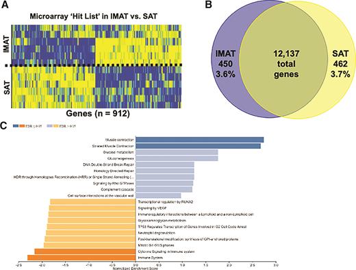 The Metabolic Significance of Intermuscular Adipose Tissue: Is IMAT a ...
