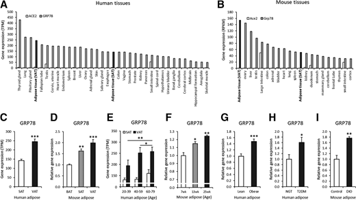 GRP78 is highly expressed in adipose tissue and is elevated with aging, obesity, and diabetes. A and B: Gene expression of ACE2 and GRP78 in human and mouse tissue (human GTEx and mouse ENCODE transcriptomes; dark gray colors indicate GRP78 gene expression in adipose tissue). TPM, transcripts per million; RPKM, reads per kilobase per million. C: GRP78 gene expression in the VAT and SAT of human subjects (GTEx, SAT n = 442 and VAT n = 355). D: GRP78 gene expression in the VAT, SAT, and brown adipose tissue (BAT) of a mouse model (GSE92488, n = 3). E: GRP78 gene expression in human VAT and SAT in the indicated age-groups: GTEx, 20–39 years of age, n = 53 (VAT) and n = 70 (SAT); 40–59 years of age, n = 181 (VAT) and n = 223 (SAT); 60–79 years of age, n = 121 (VAT) and n = 149 (SAT). F: GRP78 gene expression in mouse VAT from the indicated age-groups (GDS6247, n = 3 each). G: GRP78 gene expression in the subcutaneous adipocytes of obese subjects compared with that of lean control subjects (GDS3602, n = 10 each). H: GRP78 gene expression in the VAT of subjects with diabetes compared with that of age- and BMI-matched control subjects (GDS3665, n = 5 each). NGT, normal glucose tolerant; T2DM, type 2 diabetes mellitus. I: GRP78 gene expression in the VAT of a diet-induced obesity (DIO; 12 weeks of high-fat diet) mouse model (GSE71586, n = 3 each). Data are mean ± SEM. *P < 0.05; **P < 0.01; ***P < 0.001.
