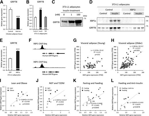 GRP78 is upregulated by hyperinsulinemia, which is mediated by XBP-1s in adipocytes. A: GRP78 gene expression in chicken adipose tissue after 5 h of insulin neutralization with porcine anti-insulin serum (Anti-Ins) during feeding (GSE35581, n = 5 each). B: GRP78 gene expression after chronic insulin or TNF-α (TNF) treatment in 3T3-L1 adipocytes (GSE87853, control, and TNF, n = 3 each; insulin, n = 2). C: Western blot image of GRP78 protein after 48 h of insulin treatment in 3T3-L1 adipocytes. D: Western blot image of GRP78 protein after 48 h of insulin (10 nmol/L) treatment with/without XBP-1 splicing inhibitor (XBP-1i; 100 μmol/L). E: GRP78 gene expression after XBP-1s overexpression in 3T3-L1 adipocytes (GDS5065, n = 4). F: XBP-1 ChIP-Seq peaks (promoter regions of the XBP-1 gene spanning exon 1) in the human and mouse GRP78 genes (human LNCaP cells, GSM3449388; mouse liver, GSM2292560). G and H: Correlation between GRP78 and XBP-1 gene expression in human VAT from GTEx of young (20–39 years of age, VAT n = 53) (G) and older (60–79 years of age, VAT n = 121) (H) patients; visualized GRP78 expression ranged from 0 to 800 transcripts per million (TPM), and that for XBP-1 was from 0 to 300 TPM. I: Correlation between GRP78 and XBP-1 gene expression in the SAT of lean and obese women (GDS3602; n = 5 each). J: Correlation between GRP78 and XBP-1 gene expression in the VAT of control women (age- and BMI-matched) and women with diabetes (GDS3665, n = 5 each). NGT, normal glucose tolerant; T2DM, type 2 diabetes mellitus. K: Correlation between GRP78 and XBP-1 gene expression in the SAT of feeding (evening, 2 h after standardized meal) and fasting (evening, 26 h after standardized meal) subjects (GSE154612, n = 11 each). L: Correlation between GRP78 and XBP-1 gene expression in chicken adipose tissue after 5 h of insulin neutralization with porcine anti-insulin serum during feeding (GSE35581, n = 5 each). Data are mean ± SEM. **P < 0.01; ***P < 0.001.