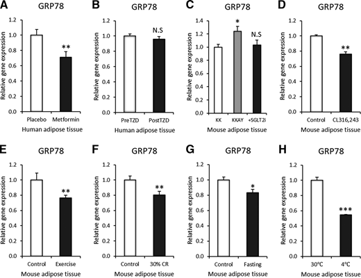 GRP78 expression can be managed by pharmacological and environmental interventions in adipose tissue. A: GRP78 gene expression in SAT after 6 weeks of metformin treatment at 500 mg twice daily, increased incrementally to 2,000 mg daily at the end of 2 weeks (GSE107894, n = 14). B: GRP78 gene expression in human SAT after 3 months of TZD treatment (GSE13070, n = 40). C: GRP78 gene expression in mouse VAT after 5 weeks of SGLT2i (dapagliflozin) treatment (n = 4). D: GRP78 gene expression in mouse VAT after 3 days of CL316,243 treatment (GSE98132, n = 3). E: GRP78 gene expression in mouse SAT after 11 days of wheel running exercise (GSE68161, n = 7). F: GRP78 gene expression in mouse VAT after 10 weeks of 30% calorie restriction (CR) (GSE60596, n = 3). G: GRP78 gene expression in mouse VAT after 24 h of fasting (GDS4916, n = 5). H: GRP78 gene expression in mouse SAT after 1 week of 30°C thermoneutrality or 4°C cold exposure (GSE13432, n = 3). Data are mean ± SEM. *P < 0.05; **P < 0.01; ***P < 0.001.