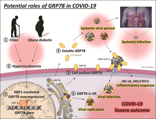 Potential roles of GRP78 in COVID-19. In patients with older age, obesity, and diabetes (1), hyperinsulinemia (2) causes cellular stress and induces the XBP-1-mediated overexpression of GRP78 (3) in adipose tissue, which promotes the localization of GRP78 to the circulation (4) and cell surface (5), not only to ER (6). GRP78 physically interacts with SARS-CoV-2 spike protein, which might play a number of crucial roles in the viral lifecycle. The interaction of the spike protein with soluble and cell surface GRP78 might facilitate the binding and infection of SARS-CoV-2 to ACE2-expressing host cells. Soluble GRP78 attached to SARS-CoV-2 in circulation possibly induces the systemic viral spread and infection. Binding of SARS-CoV-2 to cell surface GRP78 or the related stimuli could activate the NF-κB or JNK/STAT3 transcriptional pathway and induce cellular inflammatory responses. SARS-CoV-2 potentially exploits ER-located GRP78 as a molecular chaperone to produce and assemble viral particles, which enables successful viral replication (brown-colored virus indicates newly replicated SARS-CoV-2). The high expression of GRP78 in patients with older age, obesity, and diabetes may contribute to the severe progression and outcome of COVID-19.