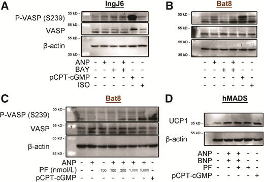 PDE9 inhibitors increase PKG signaling and UCP1 expression in adipocytes. IngJ6 (A) and Bat8 (B) adipocytes were serum starved overnight and treated with 5 μmol/L BAY for 90 min and 100 nmol/L ANP, 500 μmol/L pCPT-cGMP, or 1 μmol/L isoproterenol (ISO) for 60 min. Phosphorylation of VASP at Ser239 is an indicator of PKG activity, as this is the major PKG phosphorylation site. The shift from 46 kDa to 50 kDa is due to phosphorylation at Ser157, which can be phosphorylated by both cAMP-dependent protein kinase and PKG (44). Blots are representative of three similar experiments. C: Bat8 adipocytes were serum starved overnight and then treated with increasing concentrations of PF for 60 min and 100 nmol/L ANP or 500 μmol/L pCPT-cGMP for 30 min. Blots are representative of two similar experiments. D: hMADS were differentiated for 9 days, after which 200 nmol/L ANP, 200 nmol/L BNP, 300 nmol/L PF, and 200 μmol/L pCPT-cGMP were added for the remaining 7 days of differentiation. Blots are representative of three similar experiments.