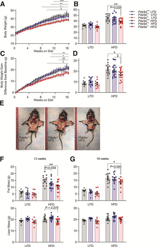 Male Pde9a−/− mice are resistant to diet-induced weight gain and adiposity. A: Male Pde9a+/+, Pde9a+/−, and Pde9a−/− mice were fed an LFD or HFD for 16 weeks beginning at 6 weeks of age. LFD results are in Supplementary Fig. 1. (P < 0.0001, genotype × time interaction for HFD; P = 0.0117, genotype × time interaction for LFD.) B: Terminal body weight (P = 0.0047, effect of genotype). C: Body weight gain. LFD results are in Supplementary Fig. 1. (P < 0.0001, genotype × time interaction for HFD; P = 0.0118, genotype × time interaction for LFD.) D: Cumulative body weight gain (P = 0.0387, effect of genotype). E: Representative images of Pde9a+/+, Pde9a+/−, and Pde9a−/− littermates fed HFD. Body composition at 12 (F) and 16 weeks (G) of HFD feeding. Data are mean ± SEM. Analyses were performed using two-way ANOVA. For A and C, two-way ANOVAs were performed with repeated measures. Post hoc analyses were performed using Sidak multiple comparisons test for Pde9a genotype only and are indicated on figures with * comparing Pde9a+/+ vs. Pde9a−/− and ‡ comparing Pde9a+/− vs. Pde9a−/−. * or ‡P < 0.05; ** or ‡‡P < 0.01. For A–D, N = 10 Pde9a+/+ LFD, 17 Pde9a+/− LFD, 11 Pde9a−/− LFD, 13 Pde9a+/+ HFD, 21 Pde9a+/− HFD, and 16 Pde9a−/−−/− HFD. For F and G, N = 9–10 Pde9a+/+ LFD, 11–12 Pde9a+/− LFD, 10–11 Pde9a−/− LFD, 12–13 Pde9a+/+ HFD, 13–16 Pde9a+/− HFD, and 11–14 Pde9a−/− HFD.