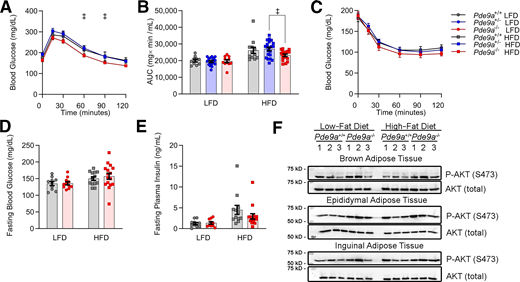 Glucose homeostasis is modestly improved in male Pde9a−/− mice. A: IP-GTT in male Pde9a+/+, Pde9a+/−, and Pde9a−/− mice fed HFD for 15 weeks. B: Area under the curve (AUC) of data in A and Supplementary Fig. 3. C: IP-ITT in male Pde9a+/+, Pde9a+/−, and Pde9a−/− mice fed HFD for 14 weeks. Five-hour fasting glucose (D) and insulin (E). F: p-AKT at Ser473 Western blot. Data are mean ± SEM. Analyses were performed using two-way ANOVA. For A and C, two-way ANOVAs were performed with repeated measures. Post hoc analyses were performed using Sidak multiple comparisons test for Pde9a genotype only and are indicated on figures, with ‡P < 0.05 comparing Pde9a+/− vs. Pde9a−/−. For A–E, N = 10 Pde9a+/+ LFD, 17 Pde9a+/− LFD, 10–11 Pde9a−/− LFD, 12–13 Pde9a+/+ HFD, 21 Pde9a+/− HFD, and 15–16 Pde9a−/− HFD.