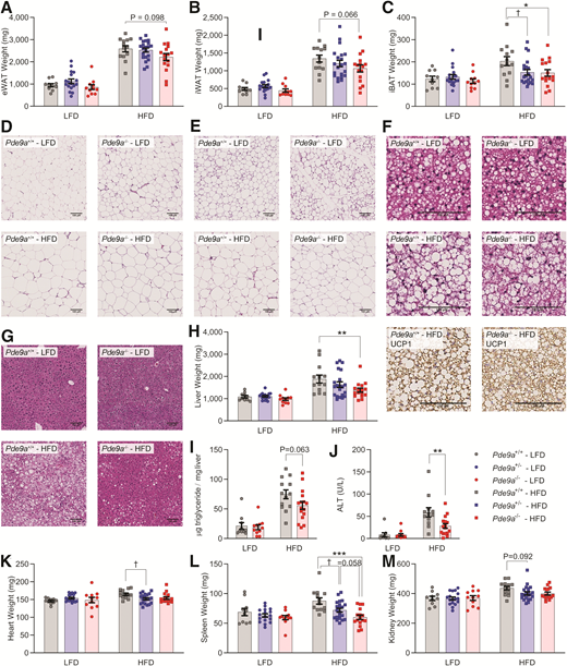 Male Pde9a−/− mice are protected from HFD-induced AT expansion and liver damage. A: eWAT weights (P = 0.049, effect of genotype). B: iWAT weights. C: iBAT weights. Histology of eWAT (D) and iWAT (E). F: Representative H-E– and UCP1-stained sections of iBAT from HFD-fed mice. G: H-E staining of livers. H: Liver weights (P = 0.039, effect of genotype). I: Ratio of hepatic triglyceride to tissue weight. J: Plasma ALT (P = 0.027, effect of genotype). K: Heart weight (P = 0.027, effect of genotype × diet interaction). L: Spleen weight (P = 0.0003, effect of genotype). M: Kidney weight. Data are mean ± SEM. Analyses were performed using two-way ANOVA. Post hoc analyses were performed using Sidak multiple comparisons test for Pde9a genotype only and are indicated on figures, with * comparing Pde9a+/+ vs. Pde9a−/−, † comparing Pde9a+/+ vs. Pde9a+/−, and ‡ comparing Pde9a+/− vs. Pde9a−/−. * or †P < 0.05; **P < 0.01; ***P < 0.001. N = 10 Pde9a+/+ LFD, 17 Pde9a+/− LFD, 11 Pde9a−/− LFD, 13 Pde9a+/+ HFD, 21 Pde9a+/− HFD, and 16 Pde9a−/− HFD. Images are a representative sample from three mice from each group.