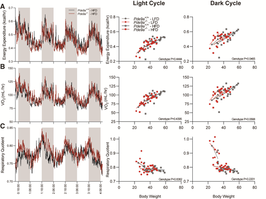 Pde9a−/− mice have increased energy expenditure. A: Energy expenditure increase in Pde9a−/− mice in dark cycle (gray; P = 0.047, effect of genotype) and light cycle (white; P = 0.444, effect of genotype). B: Oxygen consumption in Pde9a−/− in dark cycle (P = 0.057, effect of genotype) and light cycle (P = 0.440, effect of genotype). C: Respiratory quotient in Pde9a−/− mice in dark cycle (P = 0.220, effect of genotype) and light cycle (P = 0.836, effect of genotype). Values in the figure are the mean from the Promethion System plotted against time (day:hour:minute). Statistics are calculated using the combined data from Promethion and CLAMS using multiple linear regression. See description in research design and methods. N = 6 Pde9a+/+ LFD, 7 Pde9a−/− LFD, 20 Pde9a+/+ HFD, and 20 Pde9a−/− HFD.