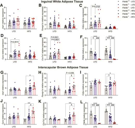 AT of male Pde9a−/− mice has increased thermogenic gene expression. The iWAT expression of Ucp1 (A), Ppargc1a (B), Cidea (C), Cycs (D), Cox7a1 (E), and Pde9a (F) and the iBAT expression of Ucp1 (G), Ppargc1a (H), Cidea (I), Cycs (J), Cox7a1 (K), and Pde9a (L) by quantitative RT-PCR. Data are mean ± SEM. Analyses were performed using two-way ANOVA. Post hoc analyses were performed using Sidak multiple comparisons test for Pde9a genotype only and are indicated on figures, with * comparing Pde9a+/+ vs. Pde9a−/−, † comparing Pde9a+/+ vs. Pde9a+/−, and ‡ comparing Pde9a+/− vs. Pde9a−/−. *, †, or ‡P < 0.05; **P < 0.01; ***, †††, and ‡‡‡P < 0.001. For iWAT, N = 9–10 Pde9a+/+ LFD, 14–17 Pde9a+/− LFD, 10–11 Pde9a−/− LFD, 11 Pde9a+/+ HFD, 21–22 Pde9a+/− HFD, and 12–16 Pde9a−/− HFD. For iBAT, N = 4 Pde9a+/+ LFD, 15 Pde9a+/− LFD, 4 Pde9a−/− LFD, 3 Pde9a+/+ HFD, 18 Pde9a+/− HFD, and 7–8 Pde9a−/− HFD.
