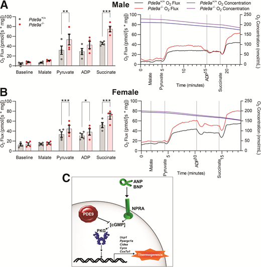 BAT of Pde9a−/− mice has increased respiratory capacity. Average ex vivo oxygen flux in iBAT upon subsequent addition of 0.5 mmol/L malate, 5 mmol/L pyruvate, 5 mmol/L ADP, and 10 mmol/L succinate (left) and representative pairs of high-resolution respirometry traces from male mice (A) and female mice (B). N = 4 for each group. Data are mean ± SEM. Analyses were performed using two-way ANOVA with matching. Post hoc analyses were performed using Sidak multiple comparisons test for Pde9a genotype only and are indicated on figures: *P < 0.05; **P < 0.01; ***P < 0.001. C: Summary of adipocyte energy expenditure regulation by PDE9. Loss of PDE9 in Pde9a−/− mice prevents degradation of ANP-evoked cGMP. In adipocytes, this cGMP promotes PKG activation, UCP1 expression, and energy expenditure. The increased energy expenditure protects Pde9a−/− mice from diet-induced weight gain, which mitigates obesity-associated complications, such as poor glucose handling and hepatic triglyceride accumulation.
