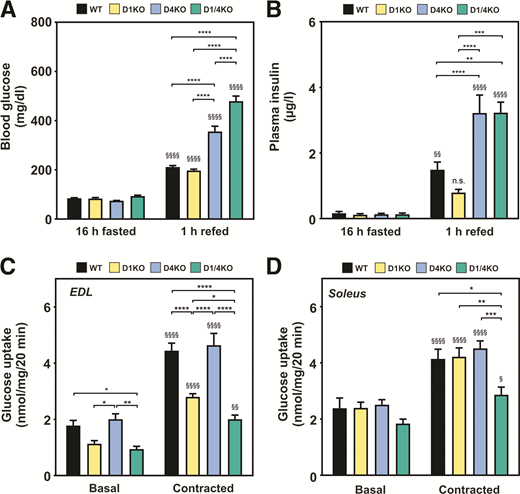TBC1D1 and TBC1D4 exert nonredundant functions on postprandial and postexercise glycemia and contraction-stimulated glucose uptake in different skeletal muscle fiber types. Mice were subjected to an overnight fast with 1 h of ad libitum refeeding. A and B: Blood glucose and plasma insulin levels were measured after the fasting period and refeeding. n = 5–22. C and D: To investigate the specific role of TBC1D1 and TBC1D4 in skeletal muscle contraction, ex vivo 2-deoxy-d-glucose uptake was measured at basal or contraction-stimulated conditions in isolated EDL and soleus muscles from D1KO, D4KO, and D1/4KO mice. n = 8–10. Data are presented as mean ± SEM. *P < 0.05, **P < 0.01, ***P < 0.001, ****P < 0.0001, WT vs. D1KO vs. D4KO vs. D1/4KO by two-way ANOVA with Tukey correction; §P < 0.05, §§P < 0.01, §§§§P < 0.0001, basal vs. contracted by two-way ANOVA with Šidák correction. n.s., not significant.