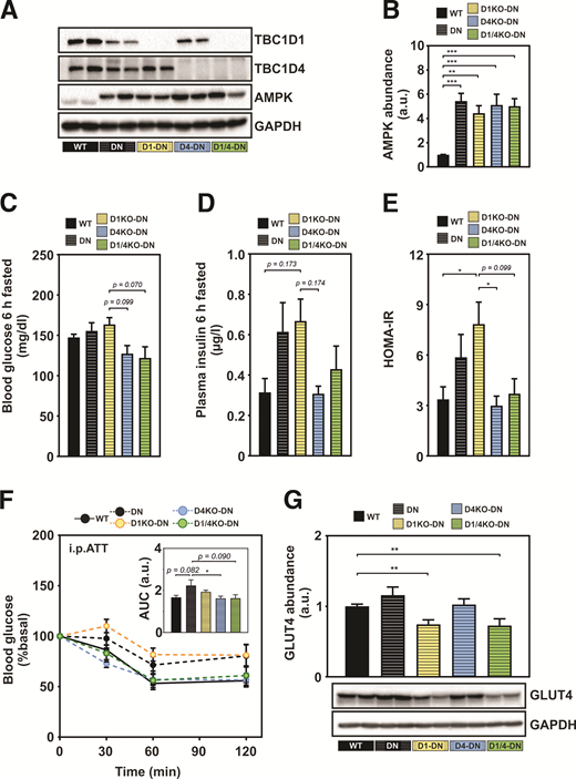 Lack of TBC1D1, but not TBC1D4, combined with muscle-specific AMPK inactivation leads to impairments in whole-body glycemia in the fasted state. A: Representative Western blots of TBC1D1, TBC1D4, and AMPK in gastrocnemius muscle from WT, DN, D1KO-DN, D4KO-DN, and D1/4KO-DN mice. B: Quantification of AMPK in gastrocnemius muscle of WT, DN, D1KO-DN, D4KO-DN, and D1/4KO-DN mice. Protein abundance was normalized to GAPDH. n = 7–9. C–E: To investigate the specific role of the RabGAPs in AMPK-independent glycemia, blood glucose and plasma insulin levels were measured after a 6-h fasting period, and the HOMA-IR index was determined. F: AICAR tolerance was measured after intraperitoneal injection of AICAR (250 mg/kg body weight), and the area under the curve (AUC) was determined for quantification. n = 7–10. G: GLUT4 protein abundance as determined in gastrocnemius muscle and normalized to GAPDH. Data are mean ± SEM. *P < 0.05, **P < 0.01, ***P < 0.001, WT vs. DN vs. D1KO-DN vs. D4KO-DN vs. D1/4KO-DN by one-way ANOVA with Tukey correction. a.u., arbitrary units; i.p.ATT, intraperitoneal AICAR tolerance test.