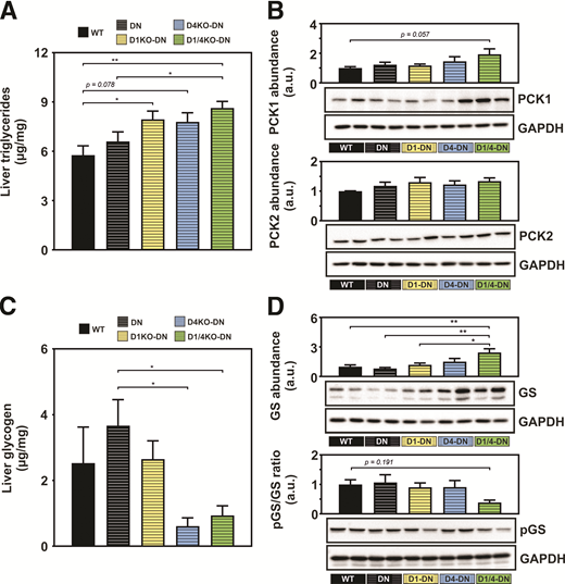 Reciprocal energy storage in the liver from DN-RabGAP animals is independent from the inactivation of AMPK in muscle. A and B: To gain a more global overview on energy metabolism in RabGAP-deficient animals with muscle-specific AMPK inactivation, liver triglyceride content was measured, and Western blot analysis of PCK1 and PCK2 from WT, DN, D1KO-DN, D4KO-DN, and D1/4KO-DN normalized to GAPDH was performed. C and D: Liver glycogen content was measured, and liver GS protein abundance and pGS/GS ratio was determined from WT, DN, D1KO-DN, D4KO-DN, and D1/4KO-DN mice normalized to GAPDH. n = 6–17. Data are mean ± SEM. *P < 0.05, **P < 0.01 by one-way ANOVA with Tukey correction. a.u., arbitrary units.
