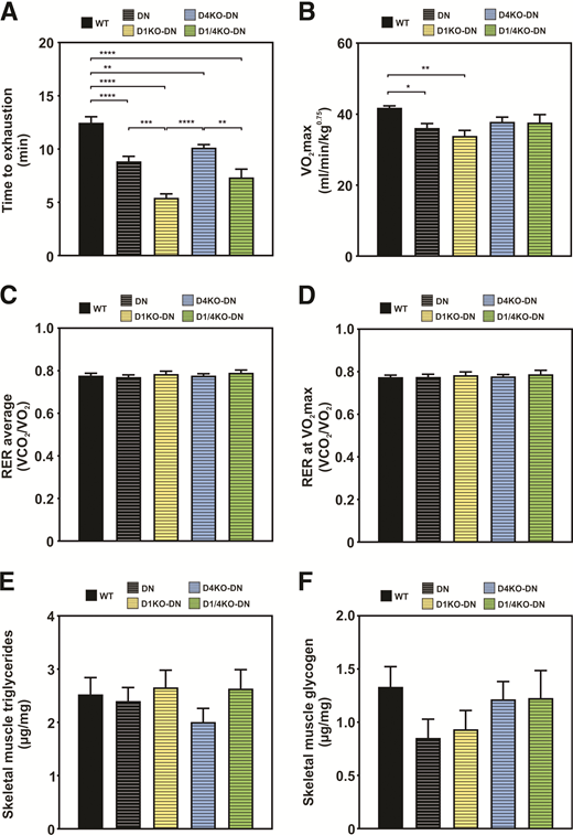 Lack of TBC1D1, but not TBC1D4, combined with muscle-specific AMPK inactivation leads to impairments in exercise performance and depletion of skeletal muscle glycogen. To address the question about the role of TBC1D1 and TBC1D4 downstream of AMPKα2 in skeletal muscle exercise metabolism, in vivo exercise capacity on a calorimetric treadmill was elucidated. A–D: Running performance, VO2max values, average RER, and RER at VO2max from WT, DN, D1KO-DN, D4KO-DN, and D1/4KO-DN mice were determined. n = 4–11. E and F: Triglyceride and glycogen content from gastrocnemius muscle was measured. n = 4–17. Data are mean ± SEM. *P < 0.05, **P < 0.01, ***P < 0.001, ****P < 0.0001 by one-way ANOVA with Tukey correction.
