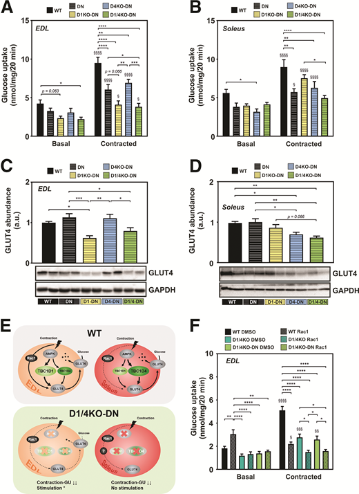 Deletion of both RabGAPs and inactivation of AMPK are sufficient to abolish contraction response in oxidative soleus muscle, but additional inhibition of the small Rho GTPase Rac1 is required in EDL muscle to completely abolish contraction-mediated glucose uptake. A and B: Basal and contraction-stimulated 2-deoxy-d-glucose (2-DOG) uptake in intact isolated EDL and soleus muscles were determined using a myograph chamber. n = 7–11. C and D: Western blot analysis of GLUT4 in EDL and soleus normalized to GAPDH from WT, DN, D1KO-DN, D4KO-DN, and D1/4KO-DN mice. n = 7–8. E: Schematic overview on differences in contraction-stimulated glucose uptake into EDL and soleus muscle from WT and D1/4KO-DN animals. *P < 0.05 basal vs. contracted. F: Basal and contraction-stimulated 2-DOG uptake in intact isolated EDL muscle was determined using a myograph chamber after preincubation with either a Rac1 inhibitor or DMSO as vehicle control. n = 5–10. Data are mean ± SEM. *P < 0.05, **P < 0.01, ***P < 0.001, ****P < 0.0001, WT vs. DN vs. D1KO-DN vs. D4KO-DN vs. D1/4KO-DN by two-way ANOVA with Tukey correction; §P < 0.05, §§P < 0.01, §§§P < 0.001, §§§§P < 0.0001, §P < 0.05, basal vs. contracted by two-way ANOVA with Šidák correction. a.u., arbitrary units; GU, glucose uptake.