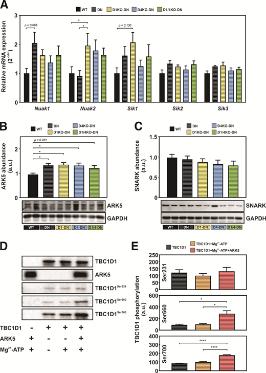 ARK5/NUAK1 phosphorylates TBC1D1 at sites Ser660 and Ser700 but not Ser231. A: Gene expression analysis of ARKs Nuak1, Nuak2, Sik1, Sik2, and Sik3 in gastrocnemius muscle of WT, DN, D1KO-DN, D4KO-DN, and D1/4KO-DN mice. B and C: Representative Western blot of ARK5 and sucrose nonfermenting AMPK-related kinase (SNARK) from WT, DN, D1KO-DN, D4KO-DN, and D1/4KO-DN mice normalized to GAPDH. n = 6–15. *P < 0.05 by one-way ANOVA with Tukey correction. D: Purified full-length TBC1D1 was phosphorylated in vitro for 20 min at room temperature in the presence of purified ARK5. E: Phosphorylation was confirmed by Western blot analysis using phosphosite-specific antibodies against pSer231, pSer660, and pSer700; quantification of TBC1D1 phosphorylation by ARK5. n = 3. Data are mean ± SEM. *P < 0.05, ****P < 0.0001, TBC1D1 and TBC1D1 + Mg2+-ATP vs. TBC1D1 + Mg2+-ATP + ARK5 by one-way ANOVA with Tukey correction. a.u., arbitrary units.