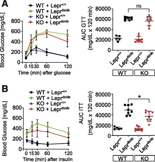 Figure 2. CaMKIIδ deficiency improves insulin responsiveness. A: Intraperitoneal glucose tolerance test (GTT) in 13- to 14-week-old animals. Area under the curve (AUC) analysis shows impaired blood glucose normalization in Leprdb/db groups after intraperitoneal injection of glucose. B: Intraperitoneal insulin tolerance test (ITT) in the same animals. AUC analysis indicates improved insulin sensing in Leprdb/db animals. Numbers of animals investigated are indicated as symbols. All values are expressed as mean and SD. *P < 0.05.