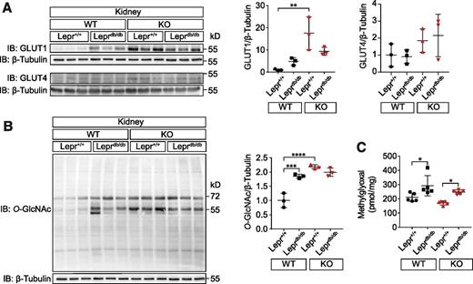 Figure 5. Evidence for increased renal glucose uptake in normoglycemic CaMKIIδ-deficient Leprdb/db mice. A: Immunoblot and quantification of GLUT1 and GLUT4 in renal tissue of indicated mice. B: Immunoblot and quantification of protein O-GlcNAcylation in renal tissue. The graph indicates increased O-GlcNAcylation in Leprdb/db/WT and KO mice, with or without Leprdb/db background. C: Levels of MG are increased in both WT and KO Leprdb/db mice. Numbers of animals investigated for each group are indicated as symbols. All values are expressed as mean and SD. *P < 0.05, **P < 0.01, ***P < 0.001, ****P < 0.0001.
