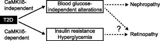 Figure 7. Working model. CaMKIIδ is required for the development of hyperglycemia in T2D. Diabetic retinopathy but not nephropathy depends on CaMKIIδ.