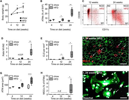 Figure 2. Late AT inflammation implicates the formation of MGCs. A: Body weight gain on normal chow diet (NCD) (dots) and HFD (squares) for a period of 24 weeks starting at 6–8 weeks of age (n = 4–7). B: Frequency of GFP-expressing ATMs in the SVF cells of MacGreen mice (n = 4–7). C and D: Ratio of proinflammatory (M1; CD11c+/CD206−) to anti-inflammatory (M2; CD11c−/CD206+) ATMs (n = 3–6) (D) and representative flow cytometric images (C). E: Frequency of CLSs per area in epididymal murine AT. F: Representative image of an epididymal AT section after 24 weeks of an HFD stained for the adipocyte marker perilipin (green) and the macrophage marker Mac-2. Arrows indicate CLSs. G and H: Area of ATMs in SVF cells (G) and frequency of MGCs (H) related to all ATMs in the AT of chow-fed (white) or HFD-fed (gray) mice. I: Representative image of MGCs after isolation from mice after 24 weeks of an HFD. Arrows indicate regular ATMs; double arrows indicate MGCs. Scale bars, 250 (F) or 25 µm (I). *P < 0.05, **P < 0.01, ****P < 0.0001.