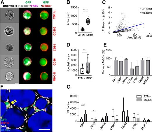Figure 4. MGCs express both pro- and anti-inflammatory markers in vivo. A: Representative images of flow cytometric imaging of pro- and anti-inflammatory markers (red) of ATMs and MGCs from MacGreen mice after 24 weeks of an HFD. MGCs were defined as GFP+ (green), F4/80+ (magenta), and polyploid (nuclei >3; Hoechst; gray) cells. Scale bar, 10 µm. B and D: Area (B) and Hoechst fluorescence (D) related to cell area of MGCs (gray) compared with ATMs (white) (n = 6). C: Linear regression of Hoechst signal to cell area of all GFP+ cells of SVF cells from obese MacGreen mice (n > 1,000). E: Frequency of marker expression by MGCs (n = 4–6). F: Representative image of a CD11c+ MGC in epididymal AT of obese MacGreen mice after 24 weeks of an HFD. Scale bar, 50 µm. G: Mean fluorescence intensity (FI) of different markers (related to cell area) comparing ATMs (white) and MGCs (gray) (n = 4–6). *P < 0.05, **P < 0.01, ****P < 0.0001.