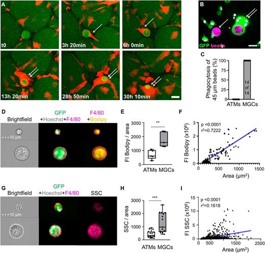 Figure 5. MGCs have a higher phagocytotic capacity than regular ATMs. A: Representative images of a long-term live-imaging experiment on AT explants of obese MacGreen mice after 24 weeks of an HFD. Macrophages are visible because of GFP expression (red), and adipocytes were stained using the neutral lipid stain BODIPY (green). Of note, after two failed attempts at phagocytosis by regular ATMs (upper row), an MGC successfully phagocytized and digested the lipid remnant (lower row). Corresponding movie is provided as Supplementary Movie 2. B: Representative image of a phagocytized 45-µm bead (magenta) by an MGC (green). A and B: Arrows indicate regular ATMs; double arrows indicate MGCs. C: Quantification of four independent experiments counting uptake of 45-µm beads (total of 14 events) by either mononucleated ATMs or MGCs. D and G: Representative images of MGCs (defined as GFP+ [green], F4/80+ [magenta], and polyploid [nuclei >3; Hoechst; gray] cells) by flow cytometric imaging studied for lipid content by BODIPY staining (D) or granularity (G). E and H: Quantification of mean fluorescence intensity (FI) of the BODIPY signal (E) or granularity (H), measured by side scatter intensity (SSC) in either regular ATMs (white) or MGCs (gray). F and I: Linear regression of the BODIPY signal (F) or the granularity (I), measured by SSC, relative to the cell area of all GFP+ cells in the SVF cells of obese MacGreen mice. Scale bars, 10 (D and G), 25 (A), or 50 µm (B). **P < 0.01, ***P < 0.001.