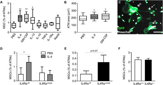 Figure 6. IL-4 can stimulate ΜGC formation in AT via CD11c binding. A: Frequency of MCGs relative to the number of all ATMs after cytokine treatment of obese AT explants for 48 h compared with PBS control (50 ng/mL each; n = 4–8). B: Mean ATM area after stimulation of obese AT explant with either IL-4 or GM-CSF compared with PBS (n = 10). C: Representative image of GFP+ MGCs after cell isolation from MacGreen mice after 24 weeks of HFD. Arrow indicates a regular ATM; double arrows indicate MGCs. Scale bar, 25 µm. D: Frequency of MGCs as percentage of all ATMs after IL-4 stimulation for 48 h (black) of obese AT explants derived from either IL-4Rα−/fl (control) or IL-4Rα∆myel (conditional knockout [KO]) mice (n = 5–7). PBS (white) served as control. E: Frequency of MGCs in epididymal AT from either IL-4Rα−/fl (control; white) or IL-4Rα∆myel (conditional KO; black) mice (n = 9–11) after 24 weeks of HFD in vivo. F: Frequency of MGCs in AT explants from either IL-4Rα+/+ (control; white) or IL-4Rα−/− (KO; black) mice (n = 6) after 10 days of long-term cultivation ex vivo. *P < 0.05, **P < 0.01.