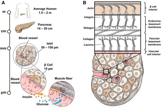 Figure 1. Hierarchical structure of the pancreatic islet. A: Human islets reside in the pancreas as sparse “islands” of endocrine cells embedded within exocrine tissue. Blood vessels supply individual islets with glucose and collect secreted hormones to send throughout the body. The most common cell type within the islet is the β-cell, responsible for secreting insulin when glucose levels are elevated following a meal. Insulin travels with glucose in the bloodstream to cells of the body, allowing those cells to take in the glucose. B: Blood vessels penetrating into human islets form a double basement membrane with the islet cells, comprised of membrane-bound integrins that link the actin within the β-cells to a network of ECM proteins. Integrins are depicted binding laminins, which form a trimeric branching network that connects to tetrameric collagen type IV networks via bridging molecules such as nidogen.