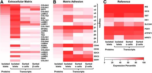 Figure 3. Expression of ECM and matrix adhesion proteins in pancreatic islets. A–C: Heat maps of proteomics data for ECM (panel A), matrix attachment (panel B), and reference (panel C) proteins from isolated human islets (199) (first column) in comparison with transcriptomic data from either isolated human islets (200) (second column) or flow-sorted α-cells (third column) or β-cells (fourth column) (201). Each data set was percentile normalized prior to selection and plotting of the protein subsets. INS, insulin; GCG, glucagon; SST, somatostatin; HK1, hexokinase; SLC2A1, GLUT protein type 1.