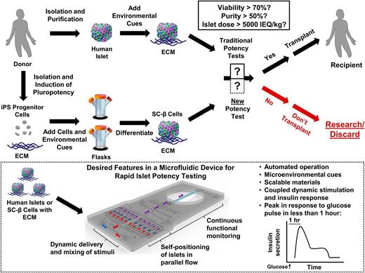 Figure 4. Proposed paradigm for future islet transplantation. Next-generation islet transplantation can depend on either cadaveric donor islets or the use of stem cell–derived insulin-producing cells (SC-β cells), which should increase the supply of tissue. For supplementation of existing standards (solid black box) and allowing for β-cell-specific functional assessment, a new potency test (dotted black box) should be automated, be made of scalable materials, rely on coupled dynamic stimulation to and continuous insulin measurements from islets positioned in parallel, be able to measure a peak in response to glucose stimulation in <1 hr, and provide microenvironmental cues that mimic the islet conditions in vivo. Inset depicts an example of such a test that utilizes a microfluidic device designed with features that meet these criteria. hr, hour; iPS, induced pluripotent stem.