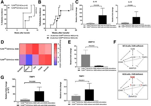 Figure 5. TLR9 deficiency in B cells confers protection against T1D development. A: Spontaneous diabetes in Rag−/− NOD mice (females, 4–5 weeks old) following adoptive transfer of Treg-depleted splenocytes (8 × 107/mouse) from TLR9fl/fl/CD19-Cre− NOD and TLR9fl/fl/CD19-Cre+ NOD mice (females, 6–8 weeks old). Diabetes was assessed by weekly glycosuria testing and confirmed after blood glucose testing (250 mg/dL [13.9 mmol/L]) (n = 6 per group). B: Spontaneous diabetes in Rag−/− NOD mice (females, 4–5 weeks old) following adoptive transfer of purified T cells (5 × 106/mouse) from diabetic TLR9fl/fl/CD19-Cre− NOD mice together with purified splenic B cells (5 × 106/mouse) from nondiabetic TLR9fl/fl/CD19-Cre− NOD and TLR9fl/fl/CD19-Cre+ NOD mice (females, 6–8 weeks old). Diabetes was assessed by weekly glycosuria testing and confirmed after blood glucose testing (250 mg/dL [13.9 mmol/L]) (n = 9–13 per group). C: The levels of IL-10 mRNA in splenic B cells from TLR9fl/fl/CD19-Cre− NOD mice and TLR9fl/fl/CD19-Cre+ NOD mice with and without anti-CD40 stimulation (n = 3–6 per group). D: Microarray heat map showing averaged and normalized gene expression from purified splenic B cells from TLR9fl/fl/CD19-Cre− NOD mice and TLR9fl/fl/CD19-Cre+ NOD mice (females, 6–8 weeks old) (n = 3 per group). Averaged gene expression values are plotted on the basis of the data ranges, where the lower expression is represented in blue and the higher gene expression represented in red. E: The microarray levels of MMP19 in isolated splenic B cells without anti-CD40 stimulation from TLR9fl/fl/CD19-Cre− NOD mice and TLR9fl/fl/CD19-Cre+ NOD mice (females, 6–8 weeks old) (n = 3 per group). F: Gene network identified using IPA analysis. Dashed lines indicate indirect interactions, while solid lines indicate direct interactions. Arrows indicate direction of signaling pathway. G: The levels of TIMP-1 mRNA in isolated splenic B cells with and without anti-CD40 stimulation from TLR9fl/fl/CD19-Cre− NOD mice and TLR9fl/fl/CD19-Cre+ NOD mice (females, 6–8 weeks old) (n = 3–6 per group). Log-rank (Mantel-Cox) test was used for statistical analysis in A and B. Data were pooled from two independent experiments. Data shown in C, E, and G were pooled from two to three independent experiments and assessed for significance using Student t test. KO, knockout; WT, wild type.