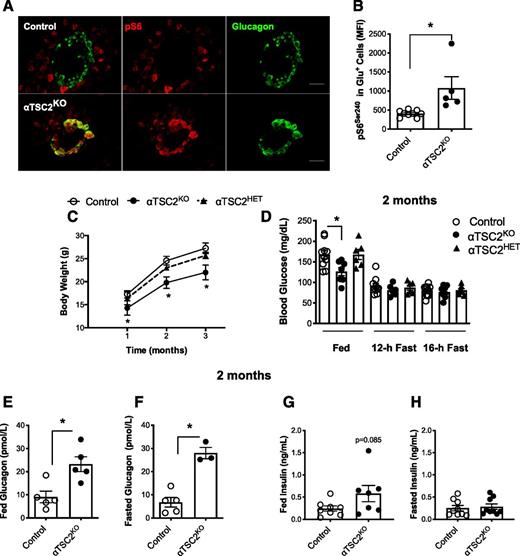 Figure 1. Mice with gain of mTORC1 signaling in α-cells exhibit lower fed blood glucose levels despite hyperglucagonemia. A: Immunofluorescent staining showing lack of positive mTORC1 activity [shown by pS6 (Ser240) stain] in the control and the sustained mTORC1 activity in glucagon-positive cells of the αTSC2KO mice in pancreas sections from control and αTSC2KO mice after a 6-h fast (n = 3–4) (scale bar, 50 μm). B: Assessment of pS6 (Ser240) staining by flow cytometry in glucagon-positive cells from control and αTSC2KO islets (n = 5–9). C: Body weight of control, αTSC2KO, and αTSC2HET mice (n = 4–8). D: Blood glucose in fed and fasting (12 h and 16 h) 2-month-old mice (n = 6–12). Fed (n = 5) (E) and fasted (12 h; n = 3–5) (F) glucagon levels. G: Fed insulin levels (n = 7–8). H: Fasted (12 h) insulin levels (n = 9). For C and D, data are shown as means ± SEM; *P < 0.05 (one-way ANOVA with Dunnett posttest). For B and E–H, data are shown as means ± SEM; *P < 0.05 (Student two-tailed t test). Glu, glucagon; hrs, hours; MFI, mean fluorescence intensity.