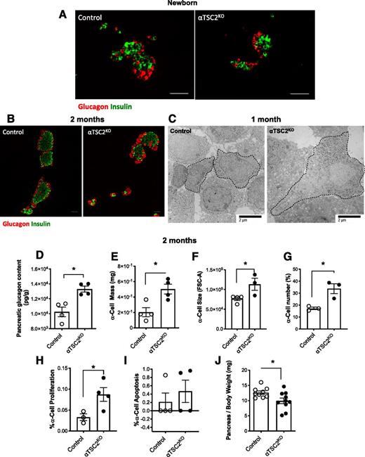 Figure 2. αTSC2KO mice exhibit α-cell hypertrophy and hyperplasia and increased glucagon content. A: Immunofluorescent images of glucagon (red) and insulin (green) in pancreas at postnatal day 1 (scale bar, 50 μm). B: Immunofluorescent images of glucagon (red) and insulin (green) at 2 months (scale bar, 50 μm). C: Electron microscopy images from 1-month-old control and αTSC2KO mice. D: Pancreatic glucagon content at 2 months (n = 4). E: Quantification of α-cell mass at 2 months (n = 4). Quantification of α-cell size (n = 3–4) (F) and quantification of α-cell number (G) by FACS (% of population from Glucagon-Cre; CAG-tdTomato (control) and αTSC2KO; CAG-tdTomato mouse islets; n = 3). The size of live glucagon (F) and insulin-positive cells (Fig. 3E) from dispersed islets was analyzed by flow cytometry and quantified by forward scatter area (FSC-A). Proliferation by positive ki67 and glucagon costain (n = 3–4) (H) and apoptosis by positive TUNEL and glucagon costain (n = 4) (I) in 2-month-old mice. J: Pancreas weight in 2-month-old mice (n = 9–10). Data for are shown as means ± SEM. *P < 0.05 (Student two-tailed t test).